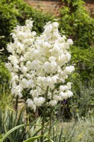 Yucca filamentosa, summer July