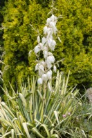 Yucca filamentosa Garland's Gold, summer July