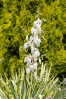 Yucca filamentosa Garland's Gold, summer July