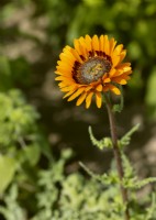 Venidium fastuosum Prince of Orange, summer August