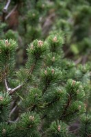 Pinus mugo 'Sherwood Compact' bog pine