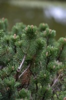 Pinus mugo' Sherwood Compact' bog pine