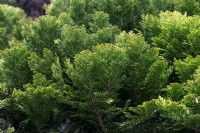 Chamaecyparis lawsoniana 'Aurea Densa' Lawson Cypress