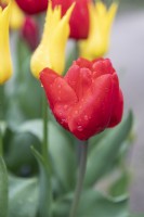 Tulipa 'Escape' tulip