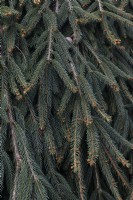 Picea abies 'Wartburg' Norway spruce