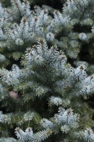 Picea omorika 'Alexandra' Pancic spruce