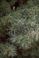 Pinus strobus 'Tiny Curls' Weymouth pine 