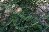 Thuja plicata 'Hillieri' western red cedar