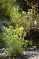 Euphorbias and new leaves of moisture loving plants in the bog garden at Forde Abbey in April