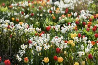 Border of tulips and multiheaded narcissi at Forde Abbey in April.