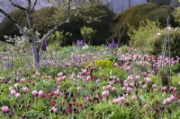 Bed of pink and red tulips at Forde Abbey in April.