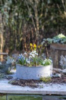 Small metal container planted with hyacinths, mossy saxifrage and galanthus - snowdrops with birch and eucalyptus sprigs