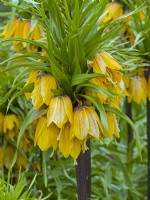 Fritillaria Magic spring  April