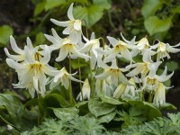   Erythronium revolutum 'White Beauty' - Trout Lily April