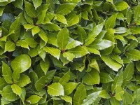 Laurus nobilis - Bay laurel leaves April