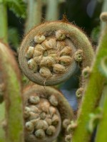 Dicksonia antarctica - frond unfurling  April