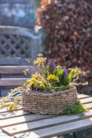 Wicker container planted with winter aconites and grape hyacinths with moss, willow ring and sorbaria sprigs