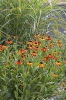 Helenium Sahin's Early Flowerer and Miscanthus sinensis 