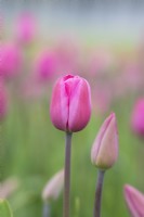 Tulipa 'Don Quichotte' - Triumph Tulip