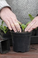 Cucurbita pepo - Potting on courgette seedlings