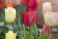 Tulipa 'Silverstream' - Darwin Hybrid Tulip