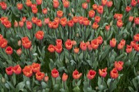 Tulipa 'Annie Schilder' - Triumph Tulip