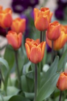 Tulipa 'Annie Schilder' - Triumph Tulip