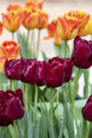 Tulipa 'Mascara' - Triumph Tulip