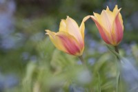 Tulipa 'Blushing Lady' - Single Late Tulip