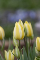 Tulipa 'Antoinette' - Single Late Tulip