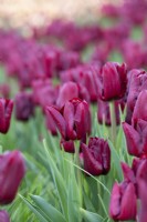 Tulipa 'Mascara' - Triumph Tulip