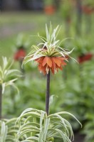 Fritillaria imperialis 'Argenteovariegata' - Crown imperial