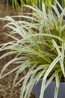 Carex morrowii EverColor Everglow in pot, spring May