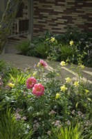 Planting of  pink astrantias, yellow Aquilegia and  candy-red   Paeonia 'Coral Sunset' -  RHS Chelsea Flower Show 2022 - Stitchers Sanctuary Garden