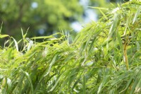 Phyllostachys vivax 'Aureocaulis'