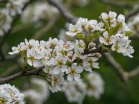 Pyrus 'Conference' - Pear blossom in spring Late April 