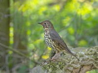 Song Thrush Turdus philomelos perched in garden