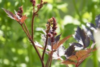 Astilbe 'Chocolate Cherry'