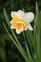 Narcissus 'Sweet Desire' - April