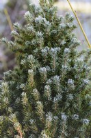 Picea glauca var. albertiana Alberta Blue = 'Haal'  in January