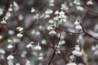 Edgeworthia chrysantha 'Red Dragon' in January