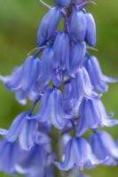 Hyacinthoides x massartiana flowering in Spring - May Spanish originating hybrids