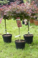 Japanese Acers in pot.