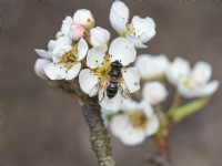 Hoverfly Eristalis tenax  feeding on Pear laxton's superb blossom