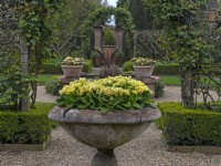 Spring container display with primulas large ornate pots. East Ruston Old Vicarage garden Norfolk