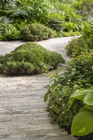 Stone brick paving path with clipped Pinus Mugo topiary mounds and borders with ferns and hostas in The RNLI Garden - RHS Chelsea Flower Show 2022 Designer Chris Bradshaw
