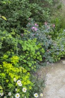  Border with Rosa glauca,  and Gladiolus byzantina with Euphorbia wallichii, horned spurge and ox-eye daisies - The Mind Garden, RHS Chelsea Flower Show 2022 - Gold Medal