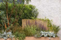 Mediterranean style garden with rendered wall and Curved terracotta planters with Arbutus, Salvia, Rosmarinus officinalis 'Prostratus' and Senecio candidans 'Angels Wings' - A Mediterranean Reflection, RHS Chelsea Flower Show 2022 - Silver Medal