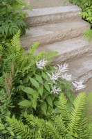 Purbeck stone steps next to shady plants including Maianthemum oleraceum. The Mind Garden, Designer: Andy Sturgeon, RHS Chelsea Flower Show 2022- Gold Medal
