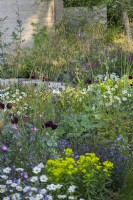  The planting of Papaver somniferum 'Lauren's Grape', opium poppy, in combination with ox-eye daisies, Euphorbia wallichii, campanula, Stipa gigantea, Anchusa azurea 'Loddon Royalist' and Amsonia illustris in The Mind Garden, RHS Chelsea Flower Show 2022- Gold Medal